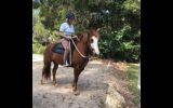 This Quarter Horse is Stella!! on HorseYard.com.au (thumbnail)