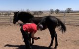 Dual Registered Waler gelding on HorseYard.com.au (thumbnail)