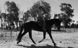 Gelding for sale  on HorseYard.com.au (thumbnail)