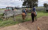 ARP Chestnut Gelding on HorseYard.com.au (thumbnail)