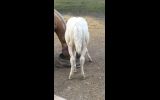 Cremello QH colt on HorseYard.com.au (thumbnail)