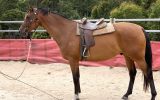 16.3h Anglo Gelding 9 yr old on HorseYard.com.au (thumbnail)