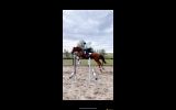 BEEN THERE DONE THAT EVENTER  on HorseYard.com.au (thumbnail)