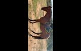 Australian Stock Horse Mare on HorseYard.com.au (thumbnail)