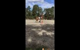 16.2hh thoroughbred mare on HorseYard.com.au (thumbnail)