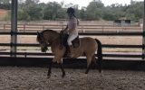 Beautiful Buckskin Pony on HorseYard.com.au (thumbnail)