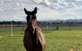 14.2hh 5y/o WB/TB Mare on HorseYard.com.au (thumbnail)