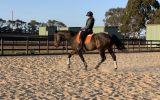 17hh 14yo TB Gelding on HorseYard.com.au (thumbnail)