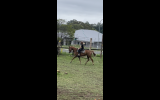 Registered paint gelding  on HorseYard.com.au (thumbnail)