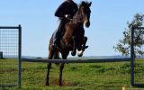 *SOLD*  15.1hh ALLROUNDER- needs a new home ASAP! on HorseYard.com.au (thumbnail)