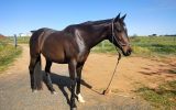 *SOLD*  15.1hh ALLROUNDER- needs a new home ASAP! on HorseYard.com.au (thumbnail)