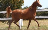 Arabian Filly For sale on HorseYard.com.au (thumbnail)