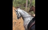 Pretty All Rounder, Quarterhorse x Arabian on HorseYard.com.au (thumbnail)