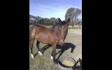 6yo stock horse geld  on HorseYard.com.au (thumbnail)