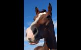 TB mare  on HorseYard.com.au (thumbnail)