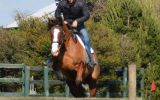 Bold, brave QH x Clydie Eventer. Sold on HorseYard.com.au (thumbnail)