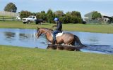 Bold, brave QH x Clydie Eventer. Sold on HorseYard.com.au (thumbnail)