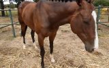 TB mare  on HorseYard.com.au (thumbnail)