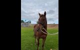 15.2 hh 9 year Old Chestnut TB Gelding For Sale Project on HorseYard.com.au (thumbnail)