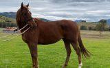 15.2 hh 9 year Old Chestnut TB Gelding For Sale Project on HorseYard.com.au (thumbnail)