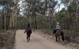 QUALITY MARE on HorseYard.com.au (thumbnail)