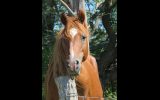 Stallion at Stud on HorseYard.com.au (thumbnail)