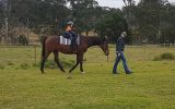 Trail riding  on HorseYard.com.au (thumbnail)