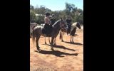 Pretty All Rounder, Quarterhorse x Arabian on HorseYard.com.au (thumbnail)