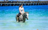 Pretty All Rounder, Quarterhorse x Arabian on HorseYard.com.au (thumbnail)