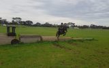 Flashy Riding Pony Gelding  on HorseYard.com.au (thumbnail)