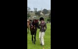 Quality Pony Mare on HorseYard.com.au (thumbnail)