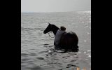 Quality Pony Mare on HorseYard.com.au (thumbnail)