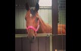 Stormy stockhorse mare on HorseYard.com.au (thumbnail)