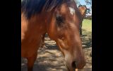 Stormy stockhorse mare on HorseYard.com.au (thumbnail)