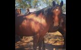 Stormy stockhorse mare on HorseYard.com.au (thumbnail)