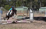 Beautiful registered pony on HorseYard.com.au (thumbnail)