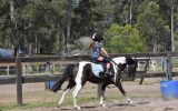 Beautiful registered pony on HorseYard.com.au (thumbnail)