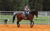 TB gelding on HorseYard.com.au (thumbnail)