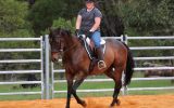 TB gelding on HorseYard.com.au (thumbnail)