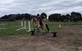 Superstar future kids pony on HorseYard.com.au (thumbnail)