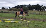 Superstar future kids pony on HorseYard.com.au (thumbnail)