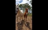 6yr old 12.3hh gelding  on HorseYard.com.au (thumbnail)