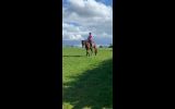 OTTB Bay horse on HorseYard.com.au (thumbnail)