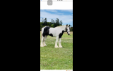 Purebred Gypsy Cob  on HorseYard.com.au (thumbnail)