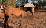 Anglo Arabian Filly on HorseYard.com.au (thumbnail)