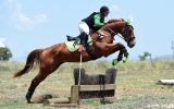 Perfect teenagers project eventer  on HorseYard.com.au (thumbnail)