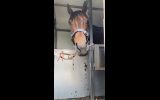 Whiskey-TB Gelding on HorseYard.com.au (thumbnail)