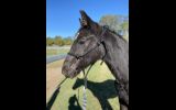 Black WB Colt! Urgent! on HorseYard.com.au (thumbnail)