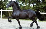 OLIVER 5 yrs old Year Old Friesian Gelding . on HorseYard.com.au (thumbnail)