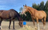 QH X paint gelding  on HorseYard.com.au (thumbnail)